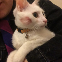 Ankara Kedisi, Kedi  Tofu fotoğrafı