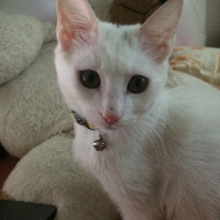 Ankara Kedisi, Kedi  Tofu fotoğrafı