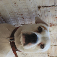 Dogo Arjantin, Köpek  Tarçın fotoğrafı
