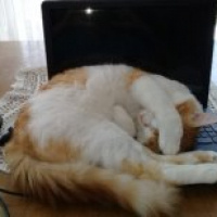 Sarman, Kedi  Tavşan fotoğrafı
