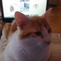 Sarman, Kedi  Tavşan fotoğrafı