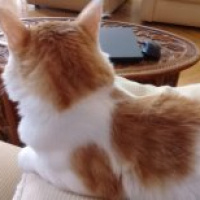 Sarman, Kedi  Tavşan fotoğrafı