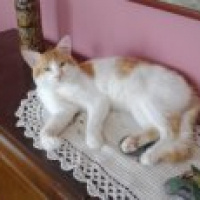 Sarman, Kedi  Tavşan fotoğrafı