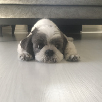 Shih Tzu, Köpek  Hımbıl fotoğrafı