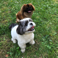 Shih Tzu, Köpek  Hımbıl fotoğrafı