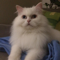 Chinchilla, Kedi  Köpük fotoğrafı