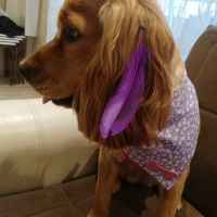 Amerikan Cocker Spaniel, Köpek  Tarçın fotoğrafı