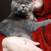 British Shorthair, Kedi  Lena fotoğrafı