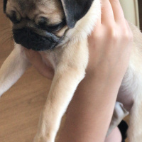 Pug, Köpek  Yumoş fotoğrafı