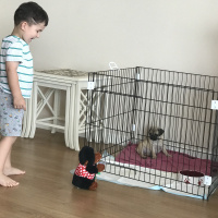 Pug, Köpek  Yumoş fotoğrafı