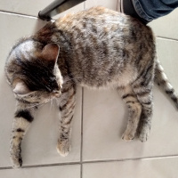 Tekir Kedi, Kedi  Sürtük fotoğrafı