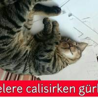 Tekir Kedi, Kedi  Gürbüz fotoğrafı