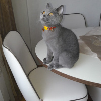 British Shorthair, Kedi  Müezza fotoğrafı