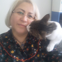 Tekir Kedi, Kedi  lia fotoğrafı