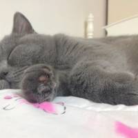 British Shorthair, Kedi  Doktor fotoğrafı