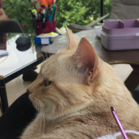 Tekir Kedi, Kedi  Kırıntı fotoğrafı
