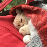 Tekir Kedi, Kedi  Kırıntı fotoğrafı