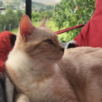 Tekir Kedi, Kedi  Kırıntı fotoğrafı