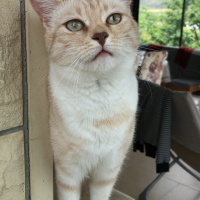 Tekir Kedi, Kedi  Kırıntı fotoğrafı