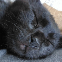 Tekir Kedi, Kedi  Panter fotoğrafı