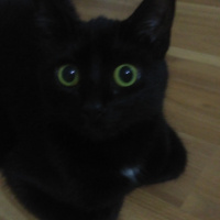 Tekir Kedi, Kedi  Panter fotoğrafı