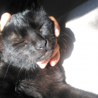 Tekir Kedi, Kedi  Panter fotoğrafı
