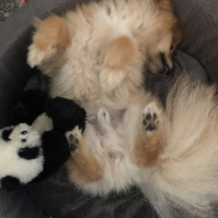 Pomeranyalı, Köpek  Casper fotoğrafı