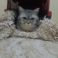 British Shorthair, Kedi  Tedy fotoğrafı
