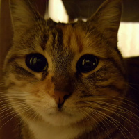 Tekir Kedi, Kedi  Poşet fotoğrafı