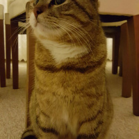 Tekir Kedi, Kedi  Poşet fotoğrafı