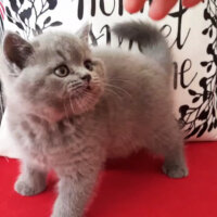 British Shorthair, Kedi  Thor fotoğrafı