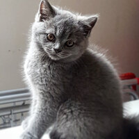 British Shorthair, Kedi  Thor fotoğrafı