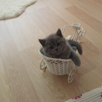 British Shorthair, Kedi  Thor fotoğrafı