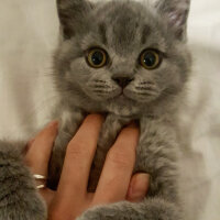 British Shorthair, Kedi  Thor fotoğrafı