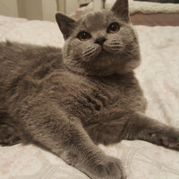 British Shorthair, Kedi  Thor fotoğrafı