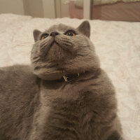 British Shorthair, Kedi  Thor fotoğrafı