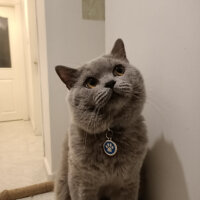 British Shorthair, Kedi  Thor fotoğrafı