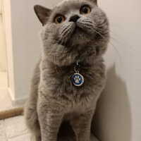 British Shorthair, Kedi  Thor fotoğrafı