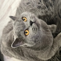 British Shorthair, Kedi  Thor fotoğrafı