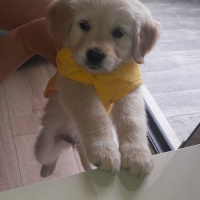 Golden Retriever, Köpek  Mia fotoğrafı