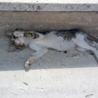 Tekir Kedi, Kedi  Münir fotoğrafı