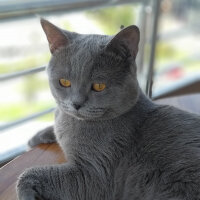 British Shorthair, Kedi  Duman fotoğrafı