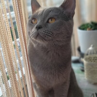 British Shorthair, Kedi  Duman fotoğrafı