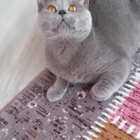 British Shorthair, Kedi  Duman fotoğrafı