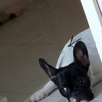 Fransız Bulldog, Köpek  Leo fotoğrafı