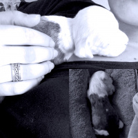 Amerikan Pitbull Terrier, Köpek  Alise fotoğrafı