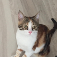 Tekir Kedi, Kedi  Bihter fotoğrafı
