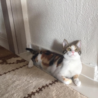 Tekir Kedi, Kedi  Bihter fotoğrafı