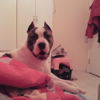 Amerikan Pitbull Terrier, Köpek  Meyhc fotoğrafı
