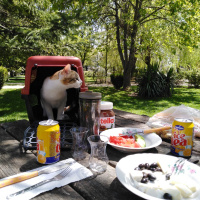 Tekir Kedi, Kedi  Alaca fotoğrafı